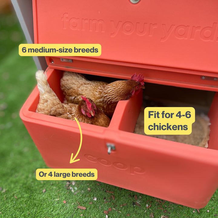 The Smart Coop + Extended Range Run (+ Free Chicks! 🐣)