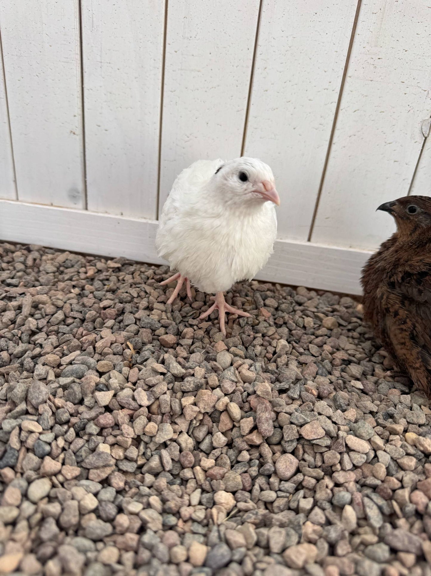 Celadon Quail Chicks - Blue Egg Laying Breed for Backyard Farms