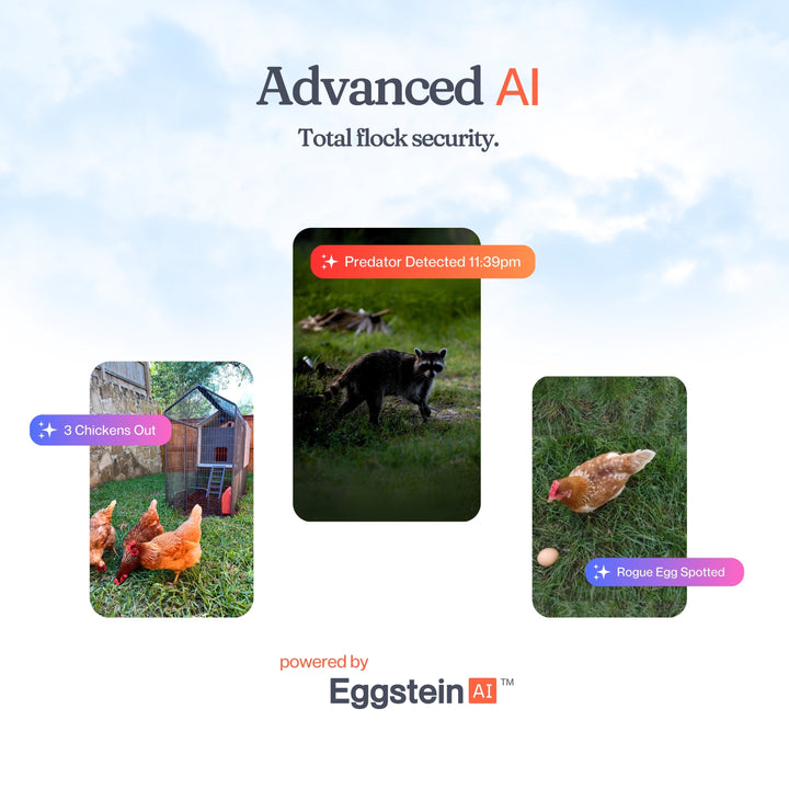 Smart Automated Chicken Coop + Steel Run - AI Cameras & App Control