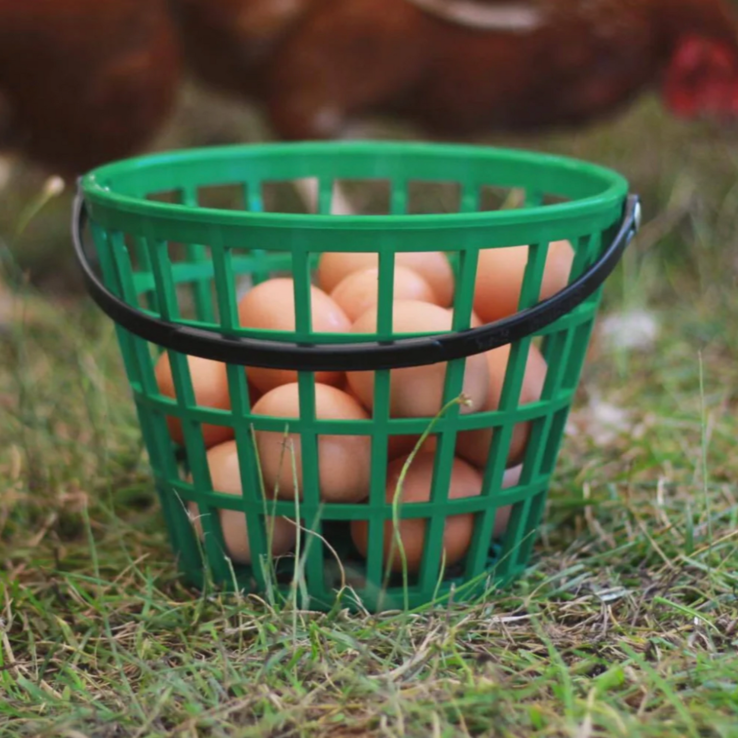 Green plastic EZ-Gather egg basket by HenGear, filled with freshly collected eggs, perfect for backyard chicken supplies.
