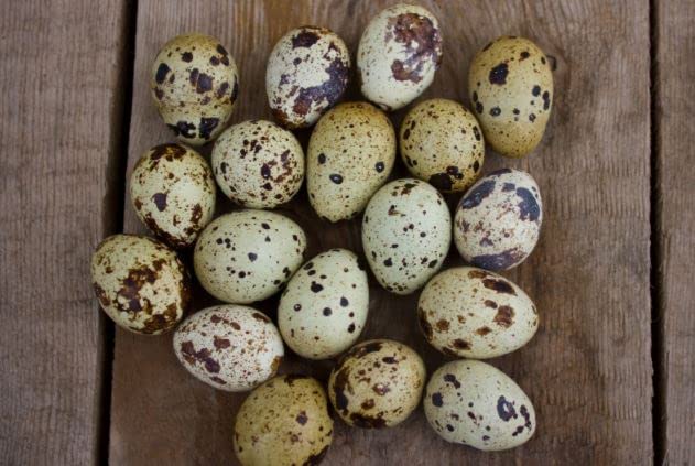Falb-Fee Coturnix Quail Hatching Eggs – Elegant, Beginner-Friendly Layers