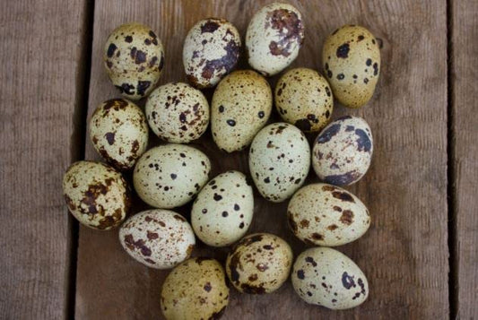 Falb-Fee quail with pale yellow cream feathers, ideal for backyard poultry breeding, by Quailz.com.