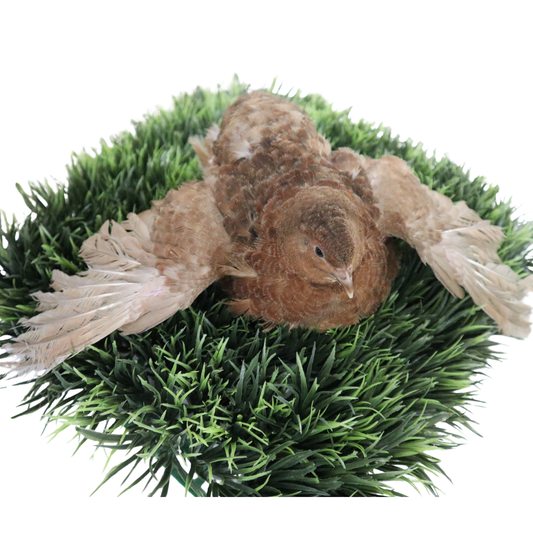 Premium fertile red Coturnix quail hatching eggs from Quailz.com, available in 12 or 24 count packs.