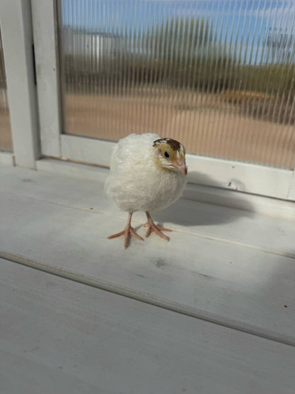 Celadon Quail Chicks - Blue Egg Laying Breed for Backyard Farms