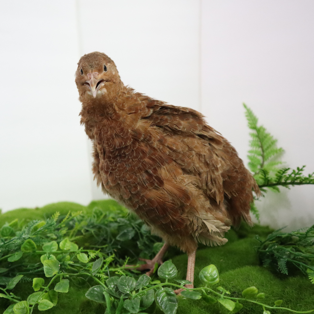 Red Coturnix quail hatching eggs in a standard carton, premium fertile stock by Quailz.com, available in 12 or 24 count.