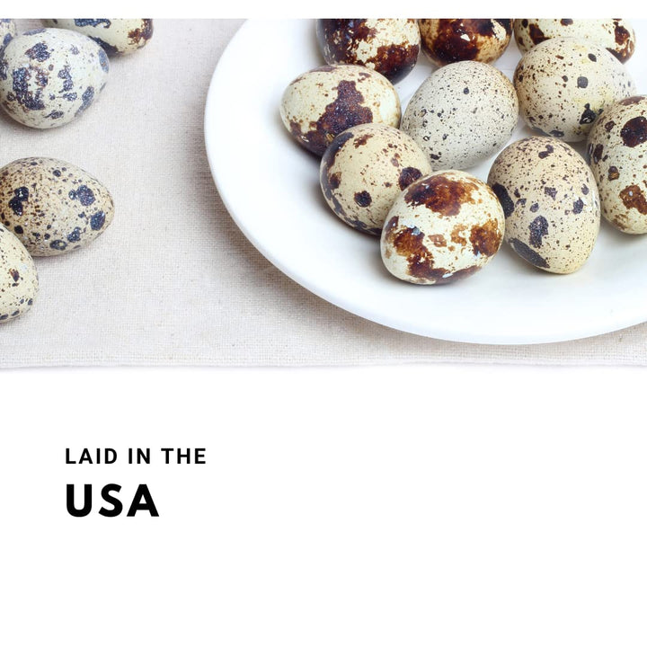 Fertile Jumbo Coturnix Quail Hatching Eggs - Pharaoh & Italian Mix