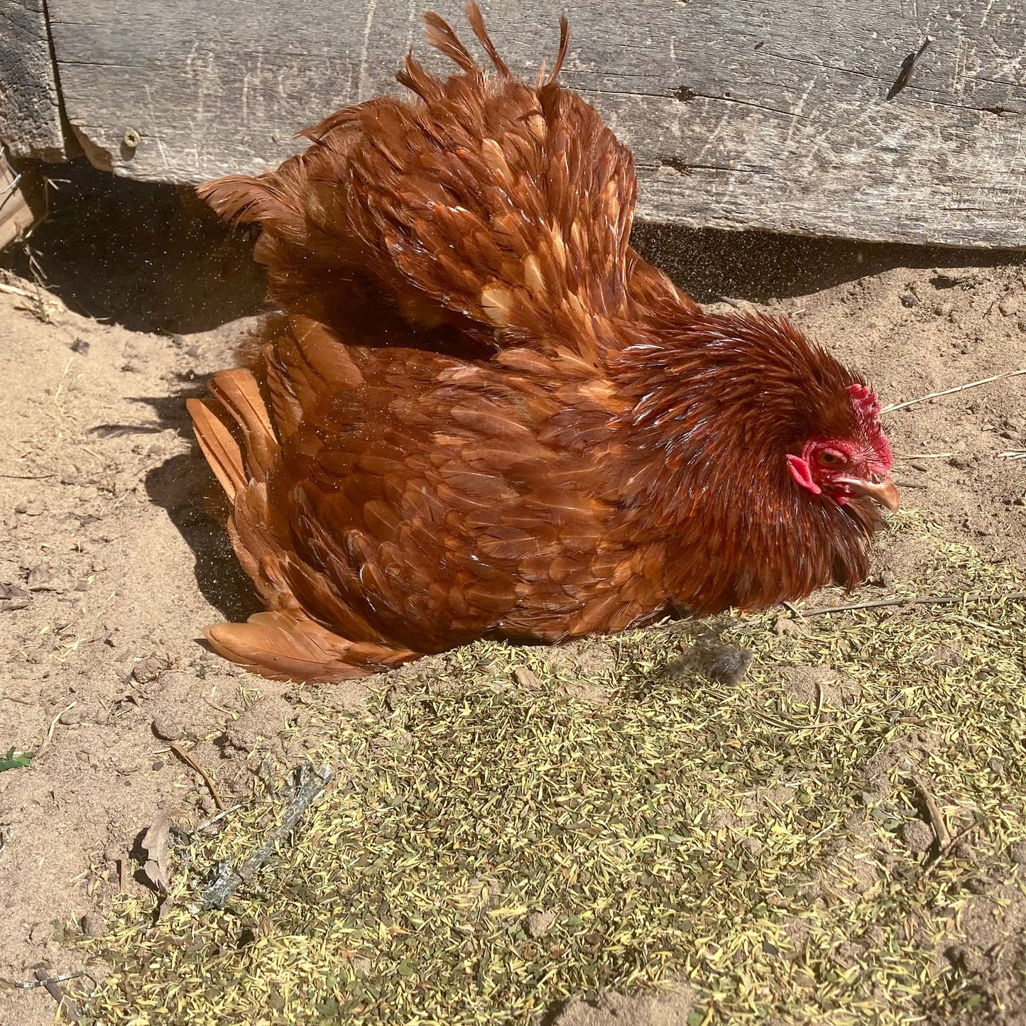 Brown hen dust bathing in sandy soil near wooden coop, promoting natural chicken health and wellness by Dahlia Pets.