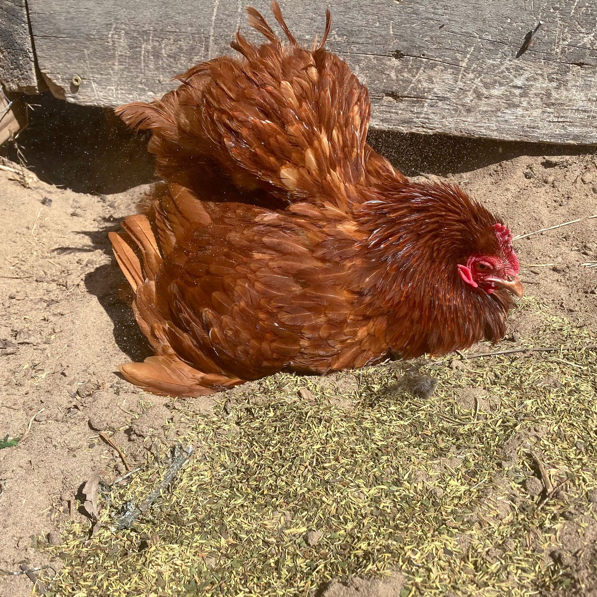 Brown hen dust bathing in sandy soil near wooden coop, promoting natural chicken health and wellness by Dahlia Pets.