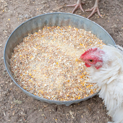 High Protein Chicken Feed Supplement - Non-GMO Molting Support