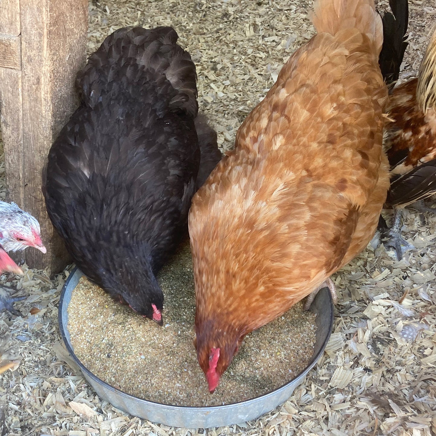 Chickens eating from a metal feeder filled with non-GMO layer feed from Dahlia Pets