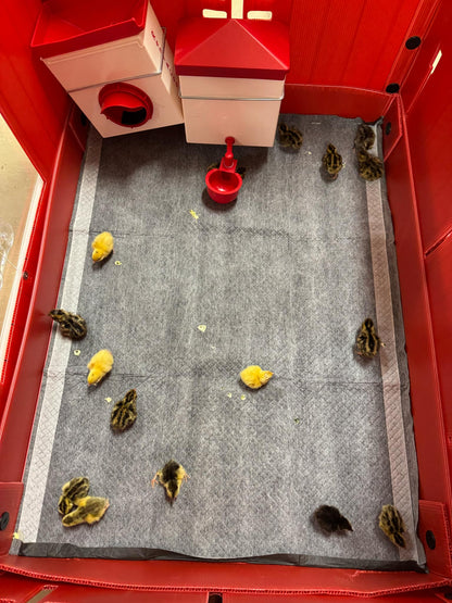 Celadon Quail Chicks - Blue Egg Laying Breed for Backyard Farms