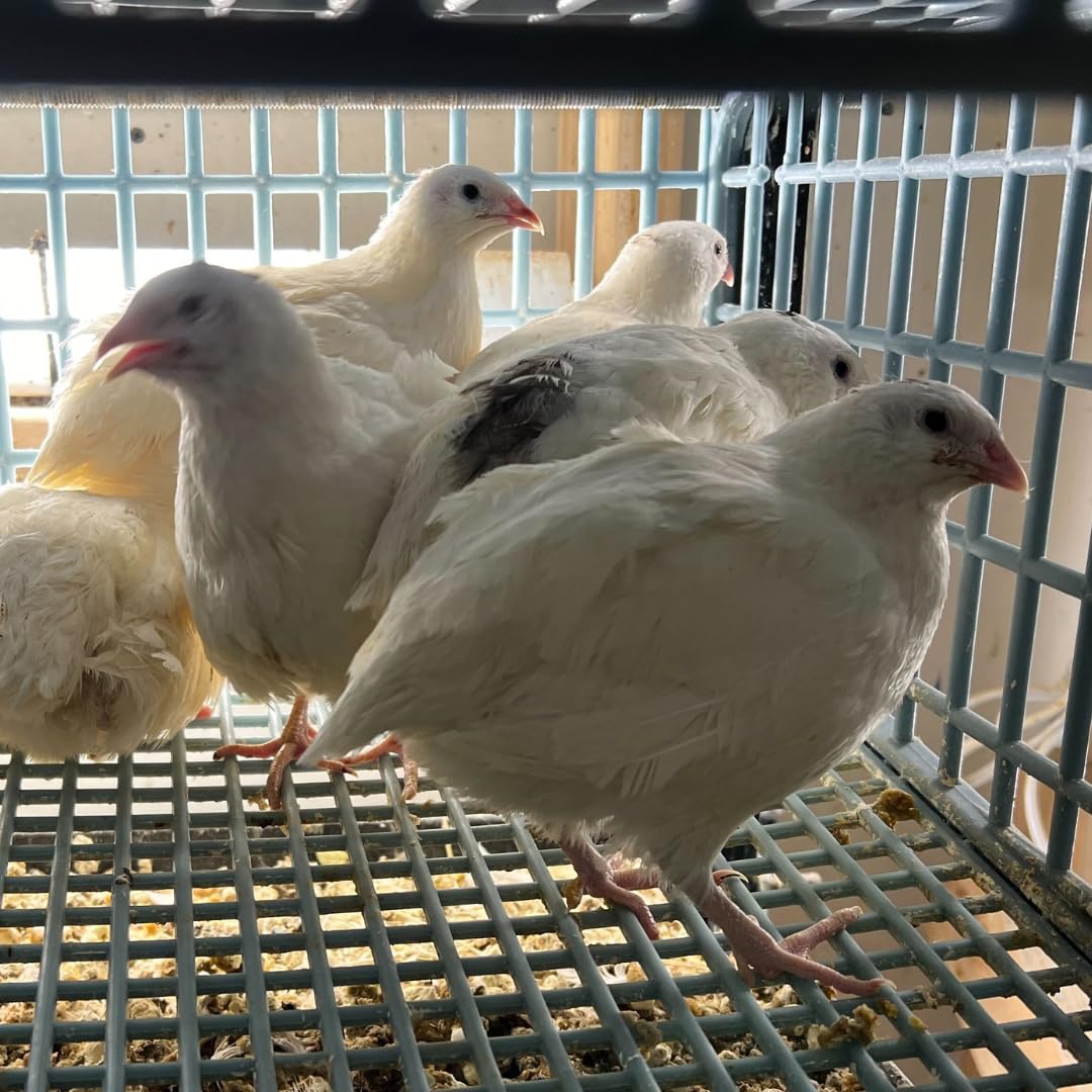 Premium Jumbo White Coturnix Quail Hatching Eggs - Fresh Fertile 14.6g