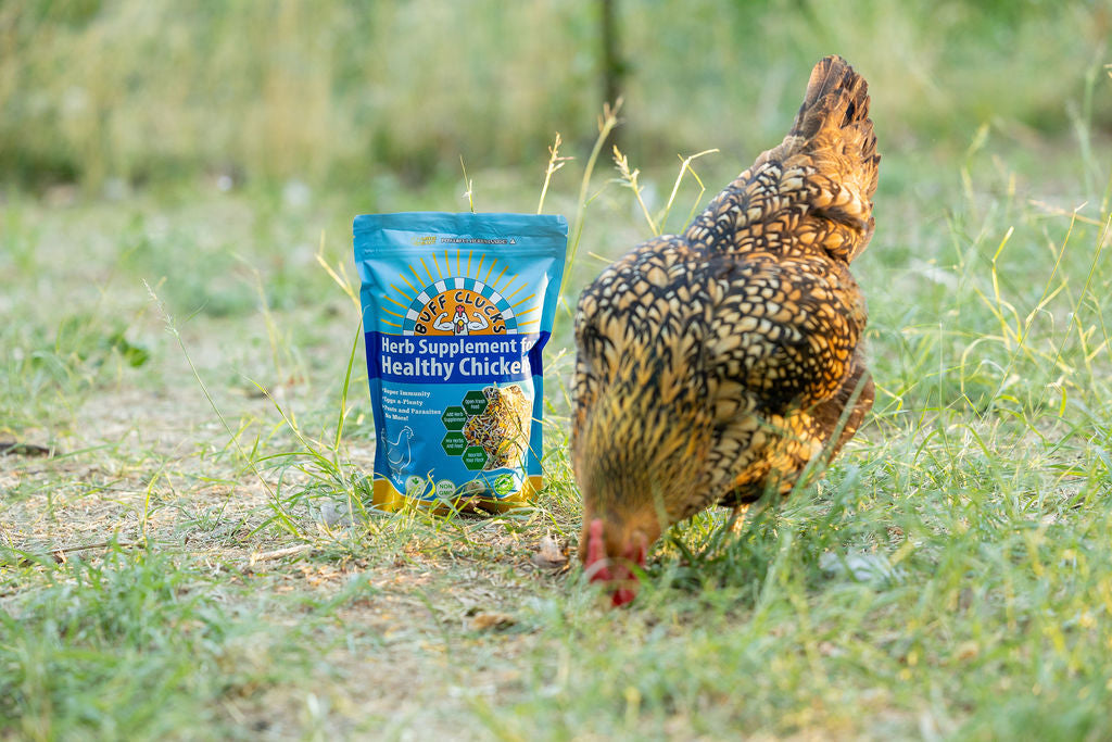 Herb Supplement For Backyard Chickens