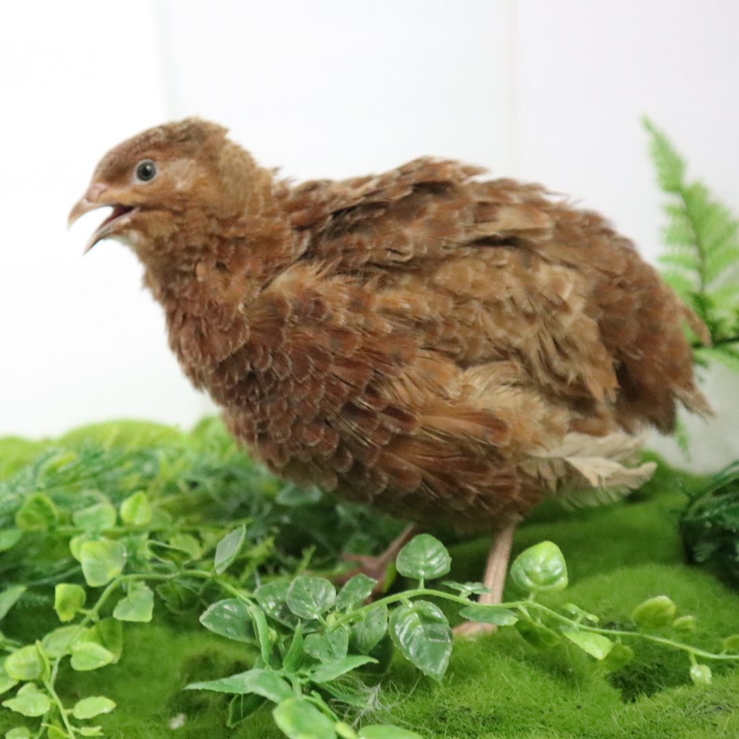 Red Coturnix Quail hatching eggs from Quailz.com, available in 12 or 24 count, premium fertile stock for backyard poultry.