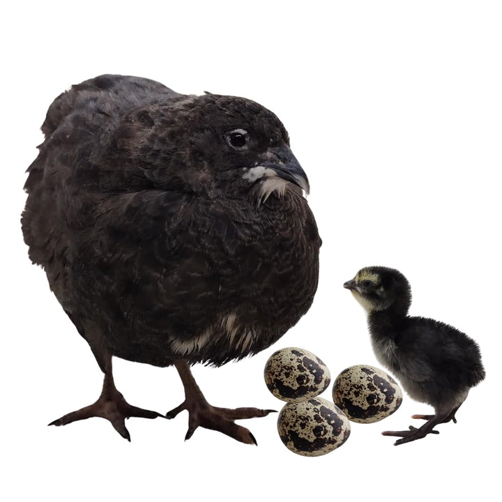 Premium Black Quail Hatching Eggs - Fertile, Hormone-Free Breeding