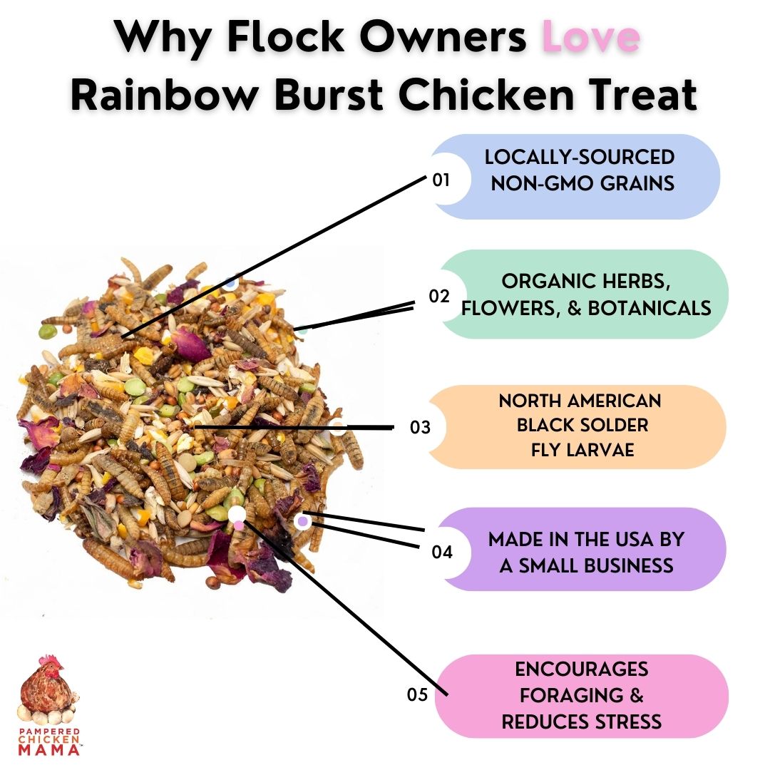 Rainbow Burst Chicken Treat - Black Soldier Fly Larvae Foraging Mix