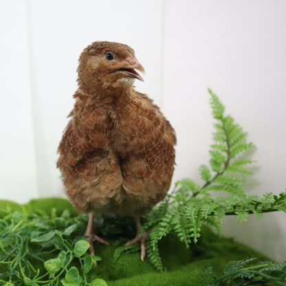 Premium fertile red Coturnix quail hatching eggs from Quailz.com, available in 12 or 24 count packs.