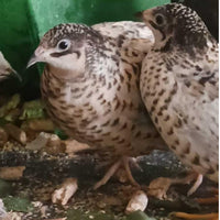 Premium button quail hatching eggs, fertile quality, sourced from the US, showcased with speckled feathers.