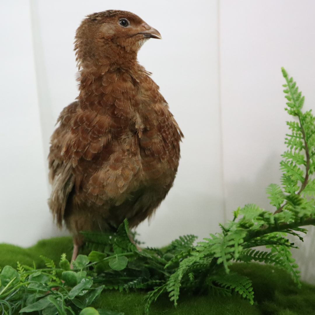 Red Range Coturnix Quail Hatching Eggs – Premium Breeding Line
