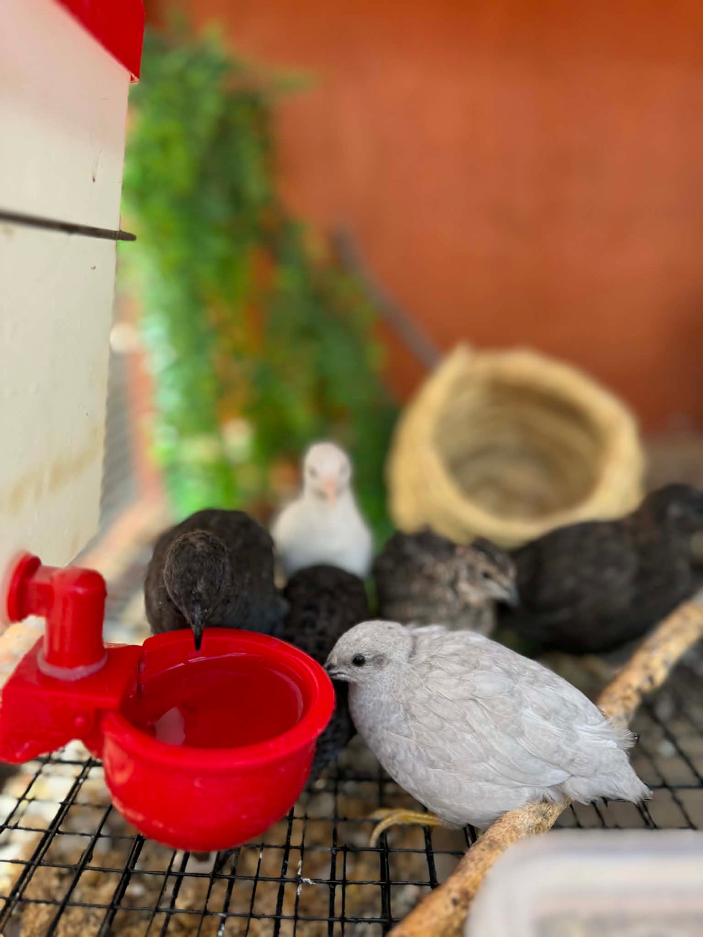 Button Quail Hatching Eggs – Tiny, Charming, and Beginner‑Friendly
