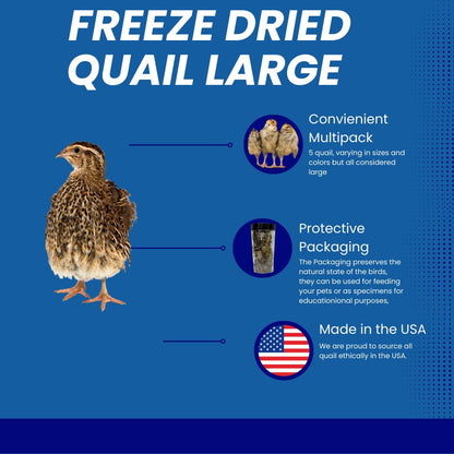 Freeze-Dried Whole Quail for Dogs 5ct - Bird Training Treats