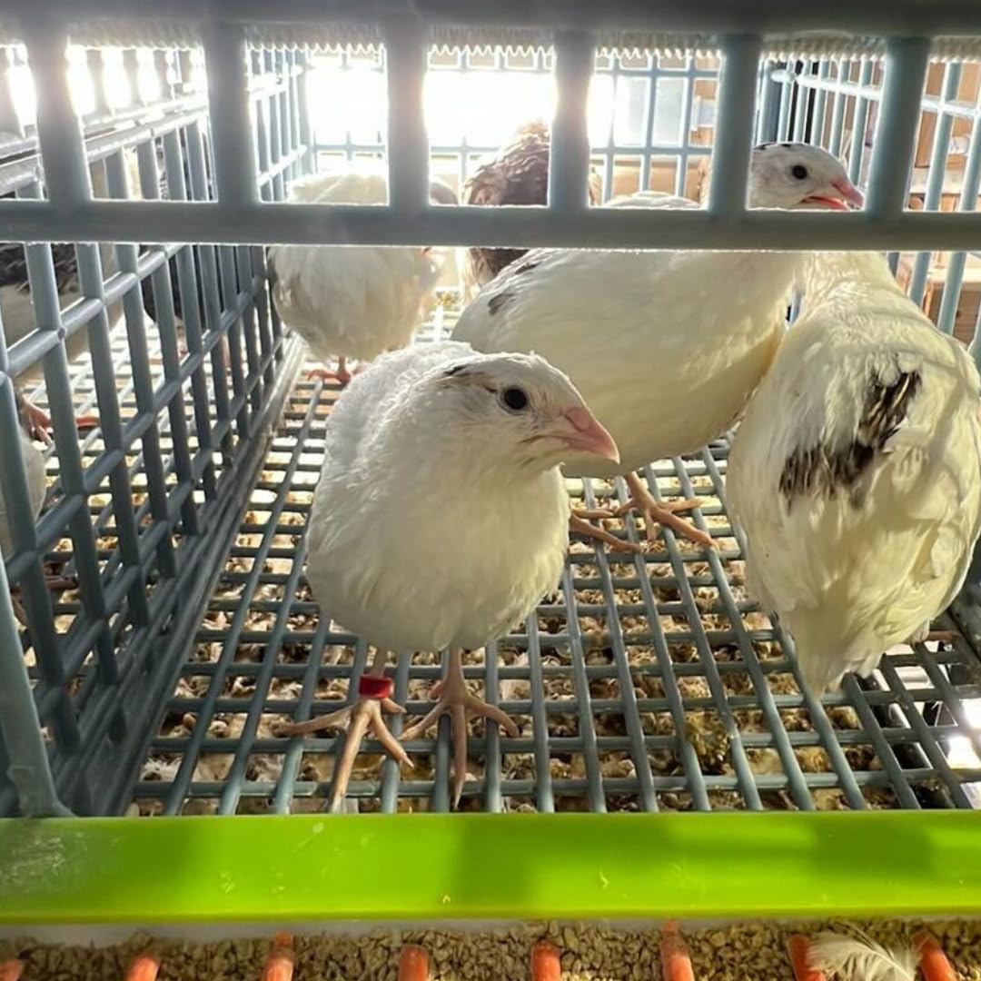 Premium Jumbo White Coturnix Quail Hatching Eggs - Fresh Fertile 14.6g