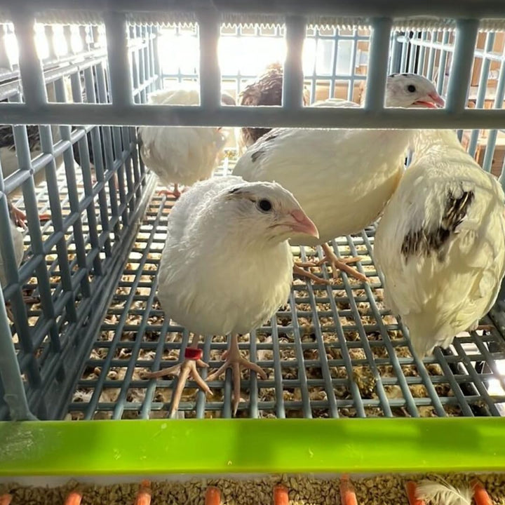 Premium Jumbo White Coturnix Quail Hatching Eggs - Fresh Fertile 14.6g