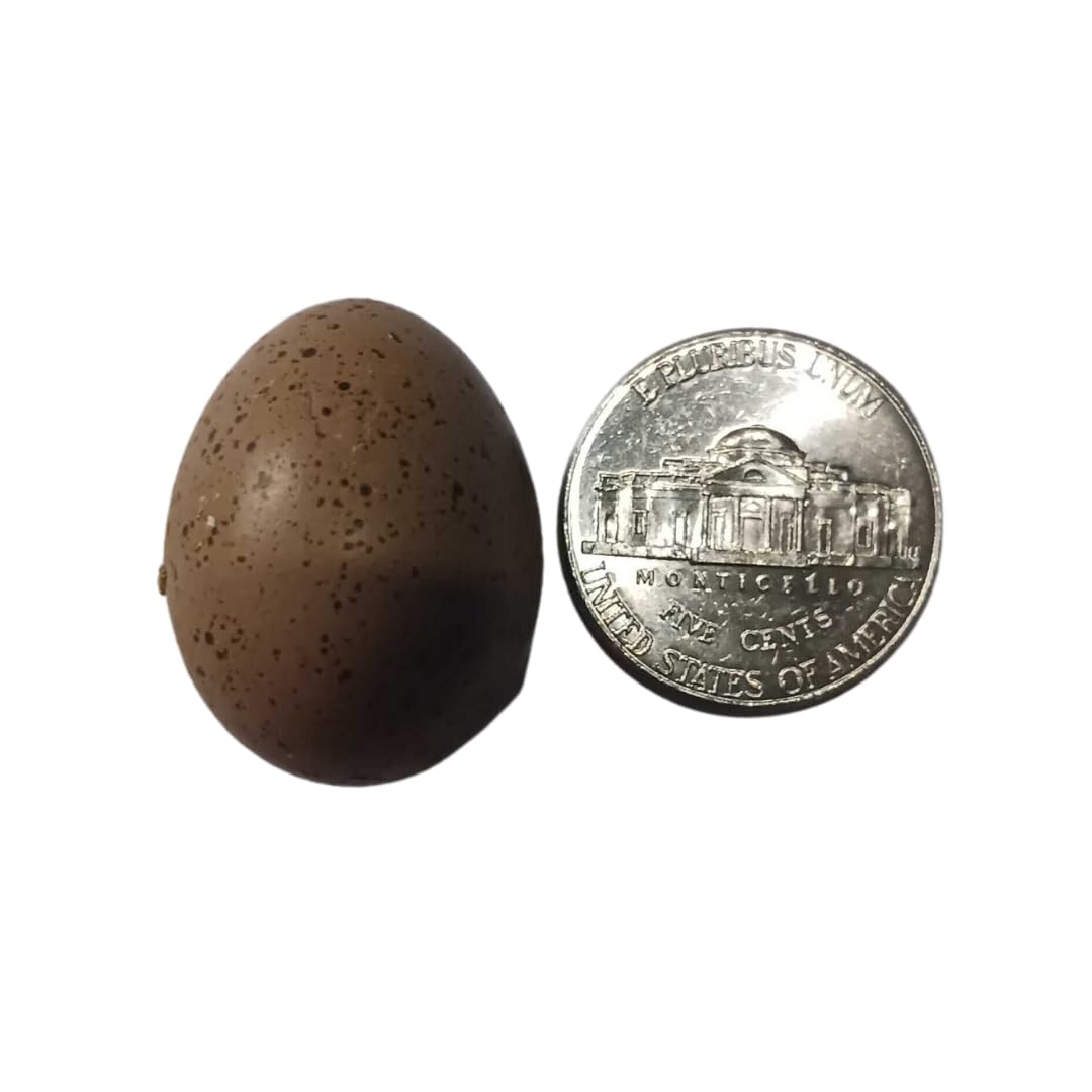 Premium button quail hatching egg in brown speckled shell next to a quarter for size reference, by Quailz.com.