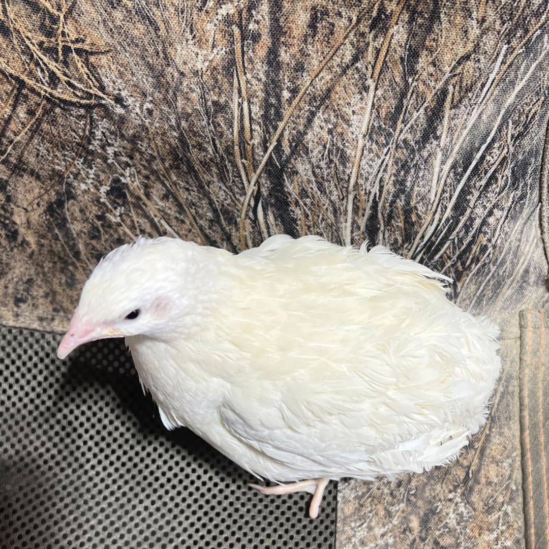 Premium Jumbo White Coturnix Quail Hatching Eggs - Fresh Fertile 14.6g