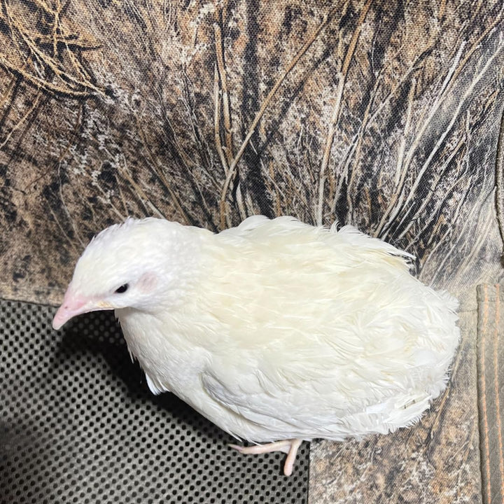 Premium Jumbo White Coturnix Quail Hatching Eggs - Fresh Fertile 14.6g