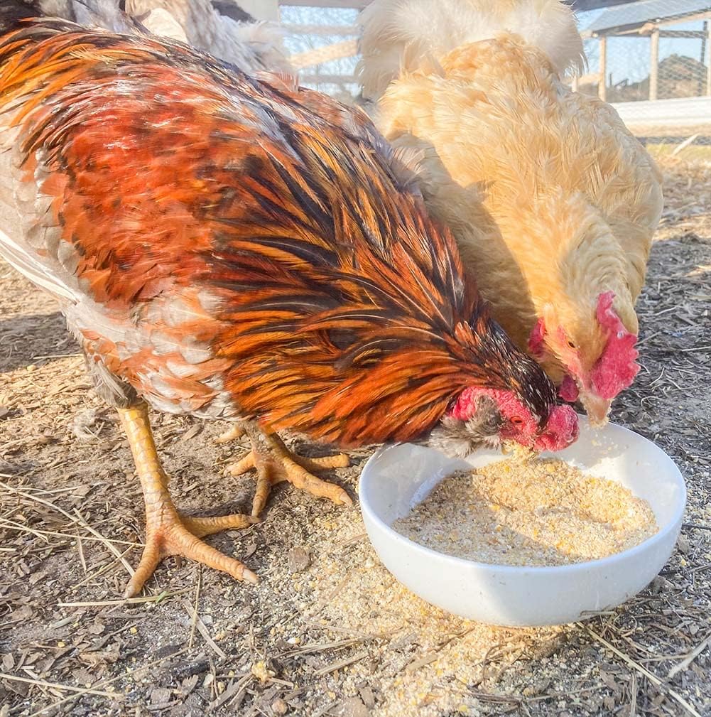 Organic chicken feed supplement for golden egg yolks, featuring beta carotene, served in a white shallow bowl.
