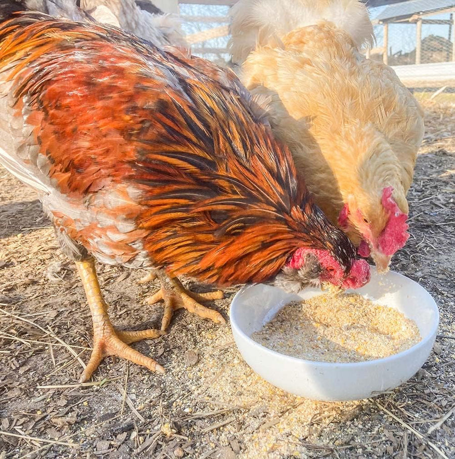 Organic chicken feed supplement for golden egg yolks, featuring beta carotene, served in a white shallow bowl.