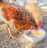 Organic chicken feed supplement for golden egg yolks, featuring beta carotene, served in a white shallow bowl.