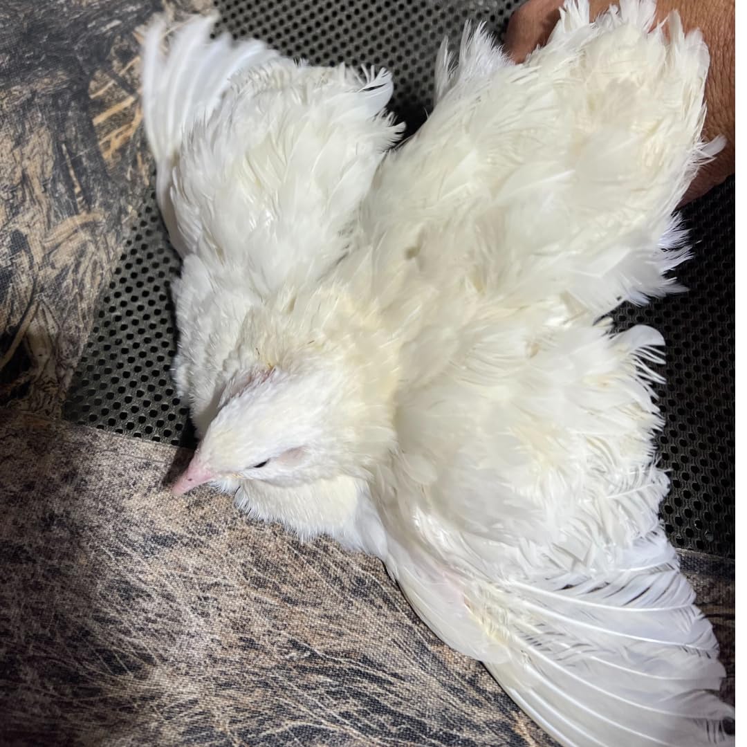 Premium Jumbo White Coturnix Quail Hatching Eggs - Fresh Fertile 14.6g