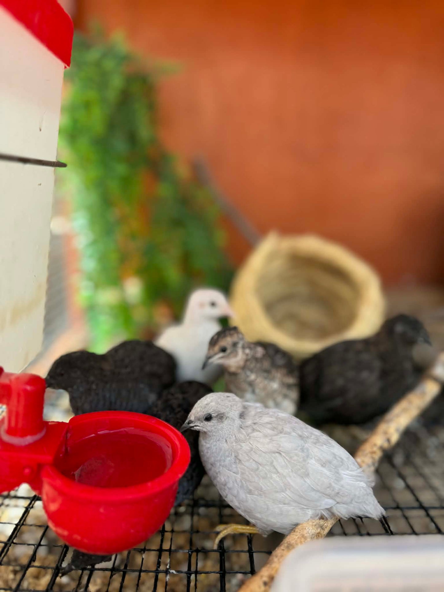Button Quail Hatching Eggs – Tiny, Charming, and Beginner‑Friendly