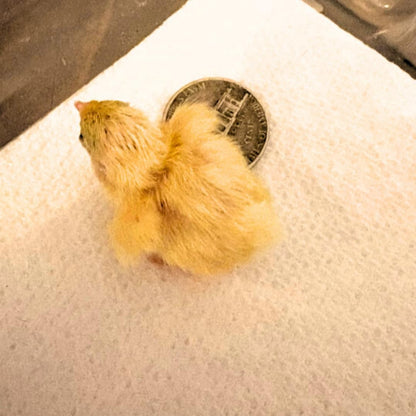 Yellow button quail chick on a white paper towel next to a quarter, showcasing the premium quality from Quailz.com.