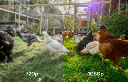 Smart CoopCam - AI Chicken Coop Camera with Predator Detection