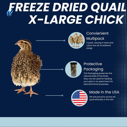 Whole Quail Chicks XL Dog Treats - USA Raised, Hormone-Free, 3 Count