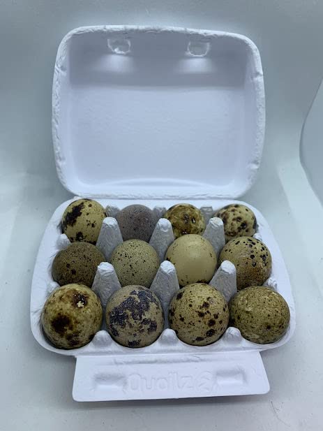 Red Range Coturnix Quail Hatching Eggs – Premium Breeding Line