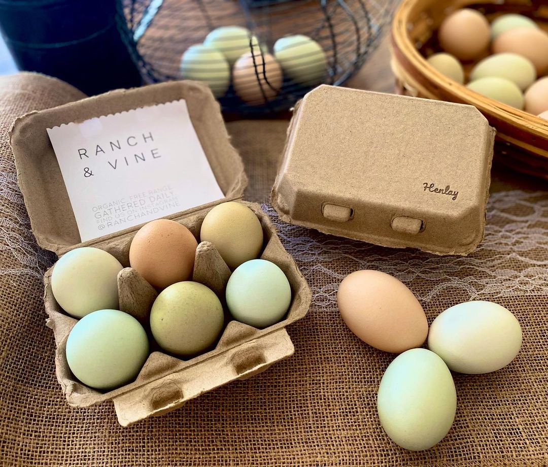 Recycled cardboard egg cartons in white and tan, 6-pack, featuring a blank top for custom branding.