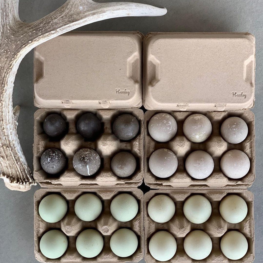 White recycled cardboard 6-count egg cartons for duck eggs by My Pet Chicken