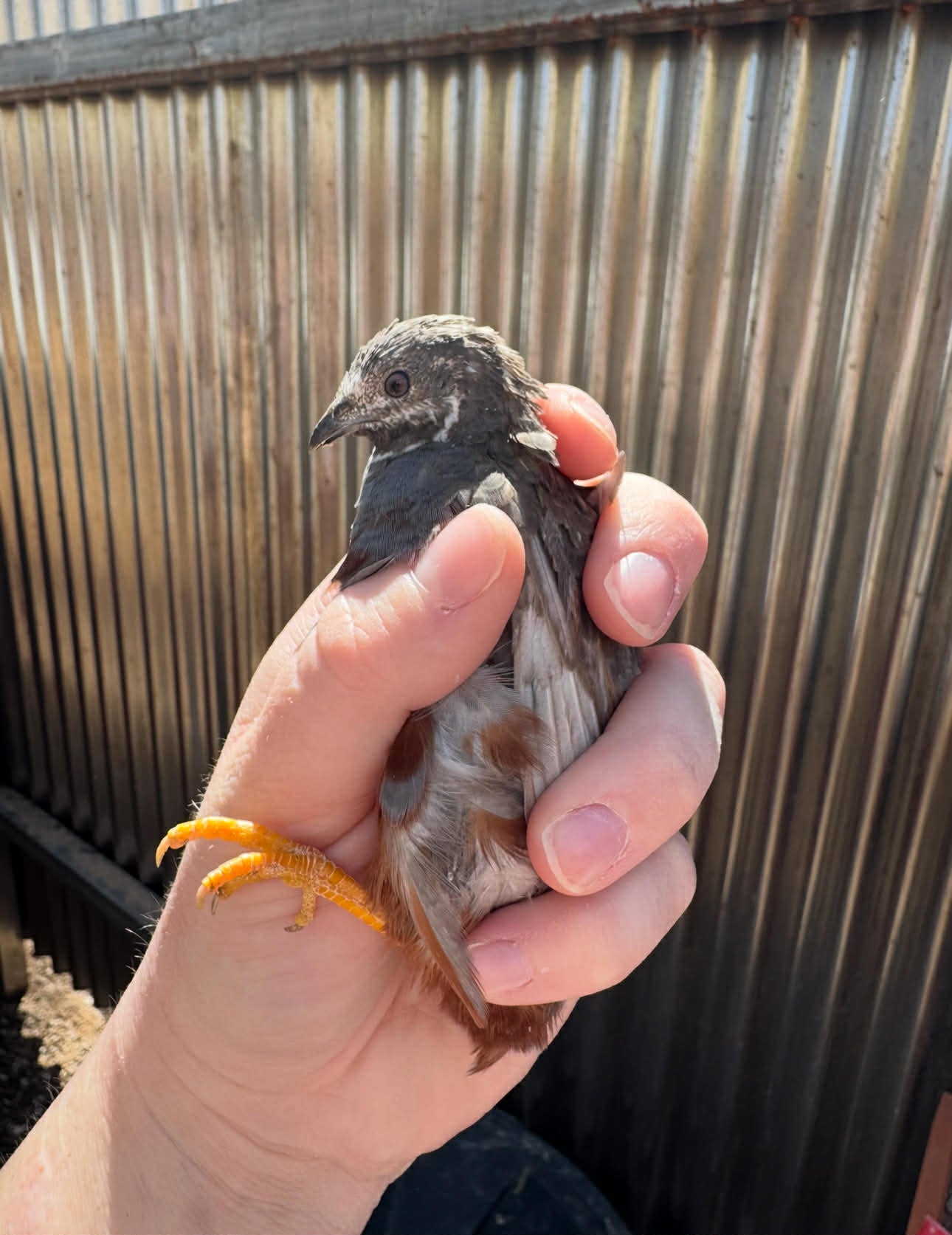 Button Quail Hatching Eggs – Tiny, Charming, and Beginner‑Friendly
