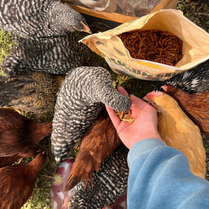 Premium USA black soldier fly larvae in a bag, providing high-calcium chicken treats for backyard poultry.