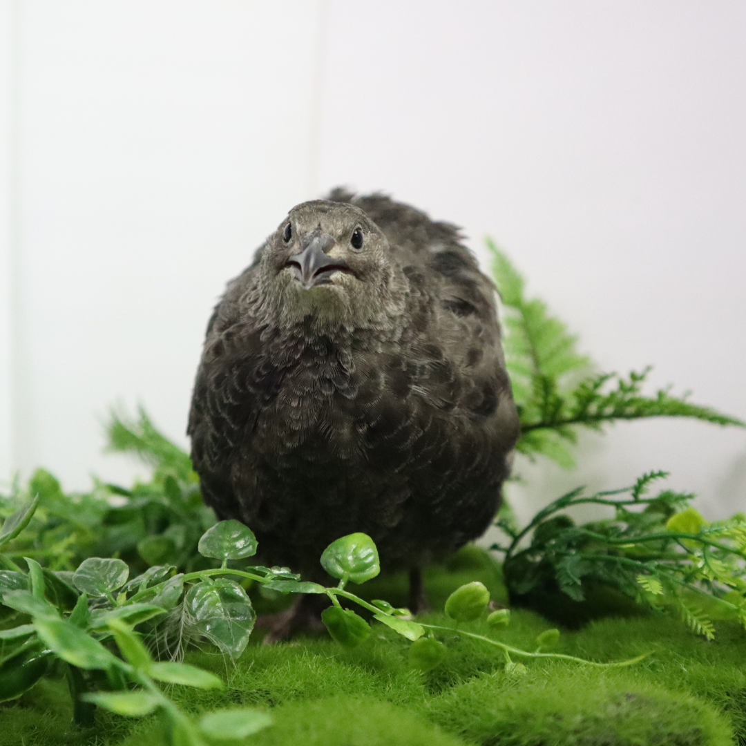 Premium Black Coturnix Quail Hatching Eggs