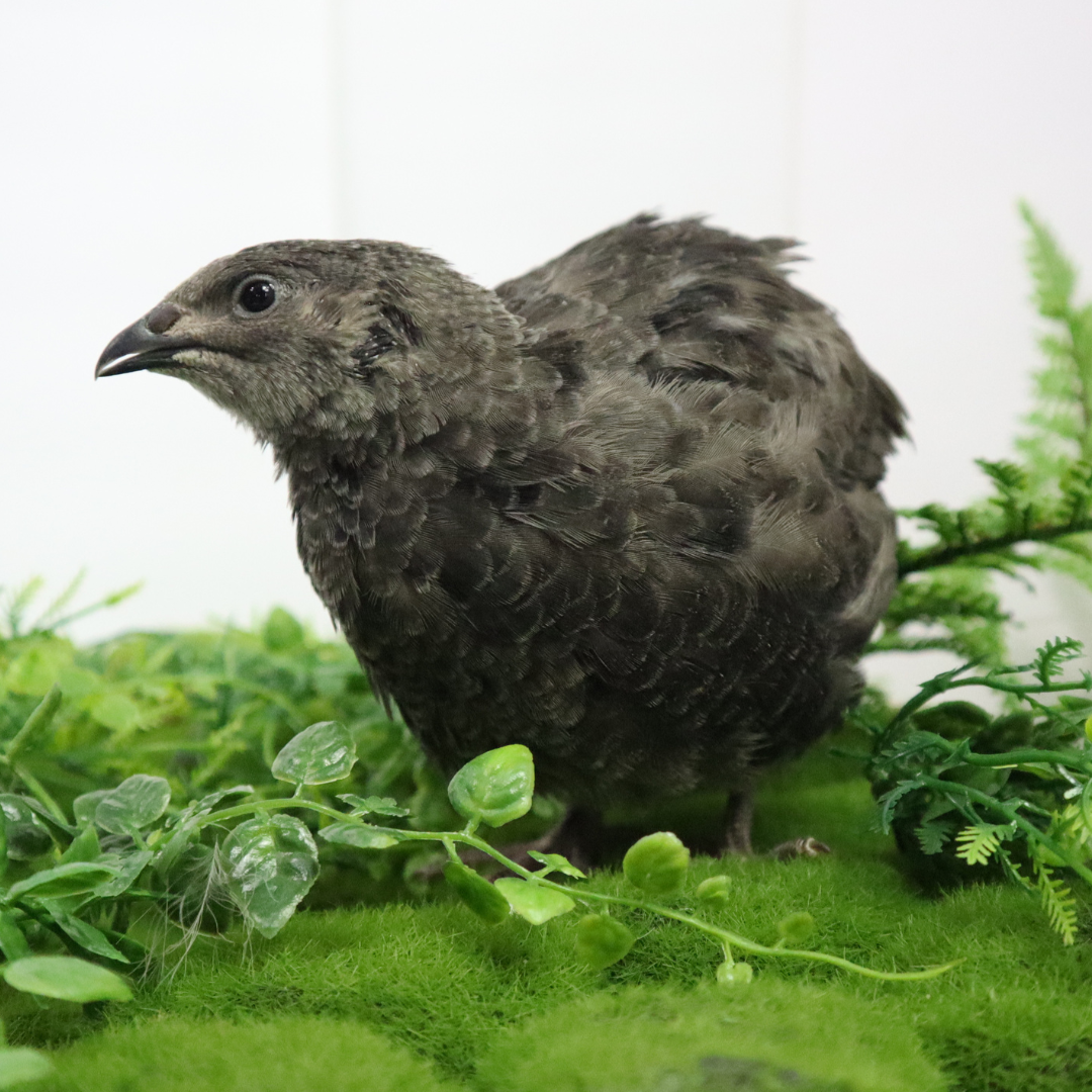Black quail hatching eggs from Quailz.com, ideal for breeders, featuring a pure black color variation.