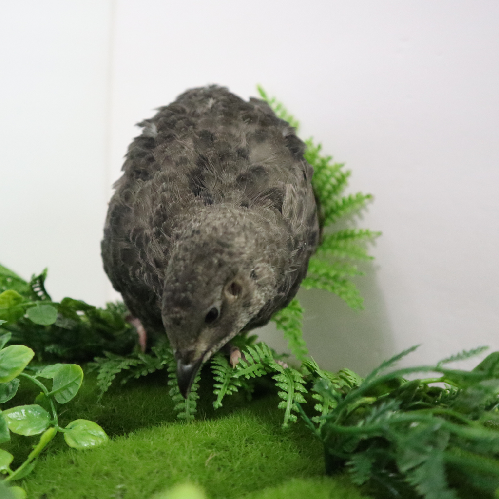 Premium Black Coturnix Quail Hatching Eggs