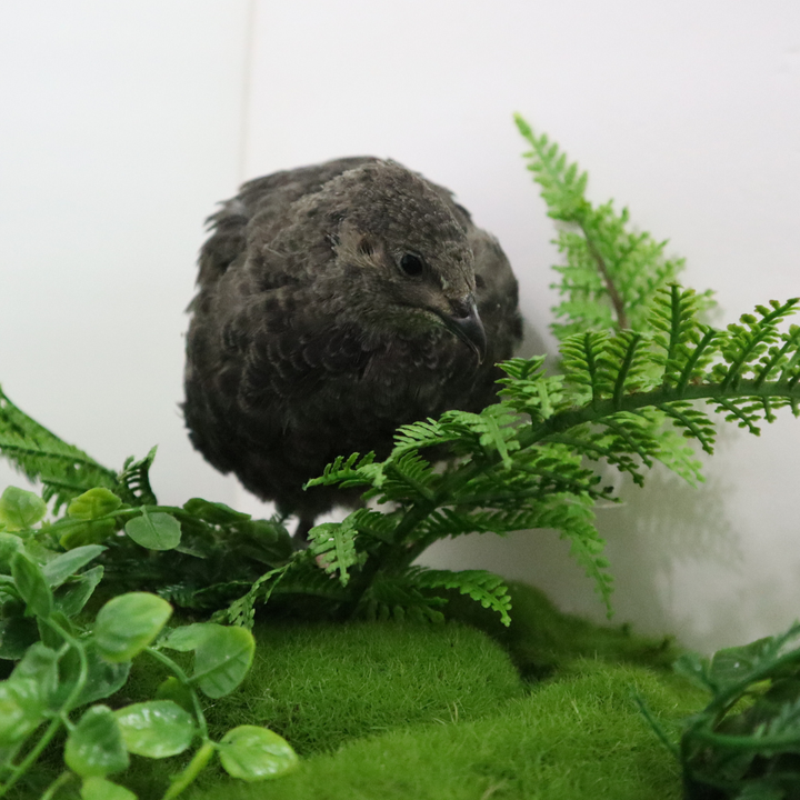 Black quail chick among green foliage, ideal for aviary hobbyists and breeders, from Quailz.com.