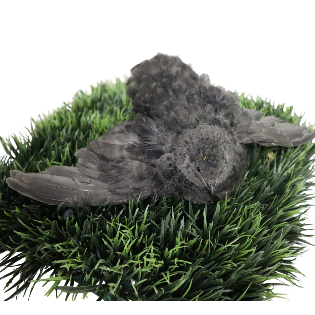 Black quail hatching eggs by Quailz.com, fertile and hormone-free, on green grass-like substrate.