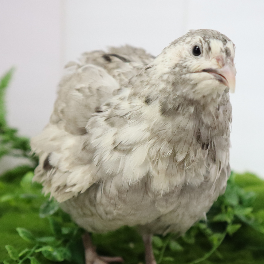 Fertile Andalusian Coturnix quail hatching eggs in natural speckled brown shells, from Quailz.com.