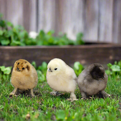 Fluffy unsexed Silkie chicks in multiple colors including white, gray, and buff by Az Chickens